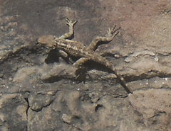 Laudakia cypriaca