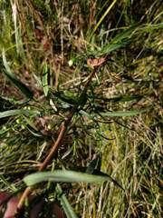 Symphyotrichum pilosum pilosum