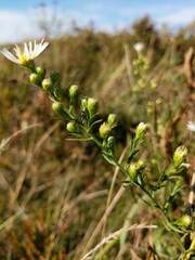 Symphyotrichum pilosum pilosum