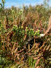 Symphyotrichum pilosum pilosum