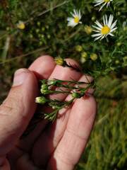 Symphyotrichum pilosum pilosum
