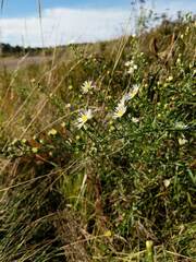 Symphyotrichum pilosum pilosum
