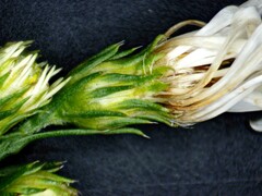 Symphyotrichum pilosum pilosum