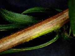 Symphyotrichum pilosum pilosum