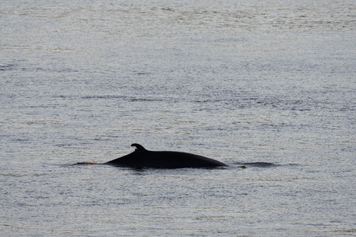 Minke whale