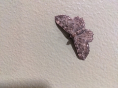 Rheumaptera meadii