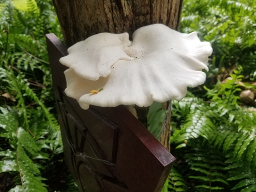 Lentinus scleropus
