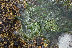 Phyllospadix scouleri