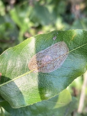 Phyllonorycter corylifoliella