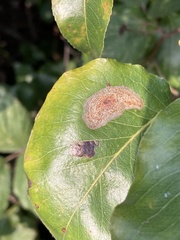 Phyllonorycter corylifoliella