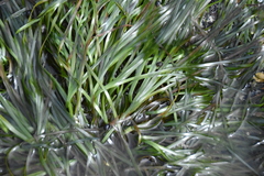 Phyllospadix scouleri