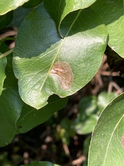 Phyllonorycter corylifoliella