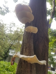Lentinus scleropus