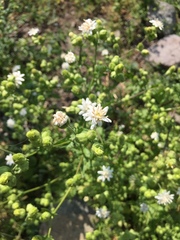 Moscharia pinnatifida