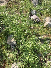 Moscharia pinnatifida