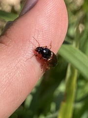 Anisodactylus sanctaecrucis