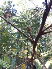 Tipuana tipu