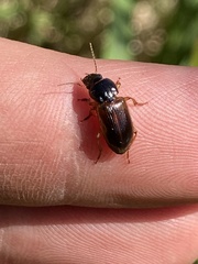 Anisodactylus sanctaecrucis