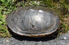 Malaclemys terrapin terrapin