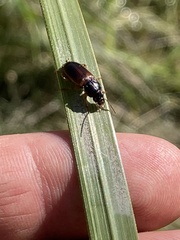 Anisodactylus sanctaecrucis