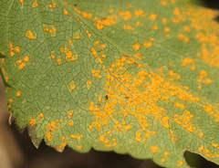 Coleosporium