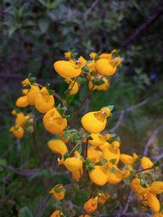 Calceolaria corymbosa