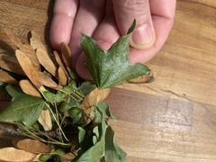 Acer floridanum
