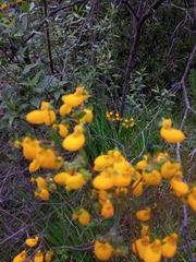 Calceolaria corymbosa