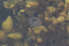 Polyorchis penicillatus