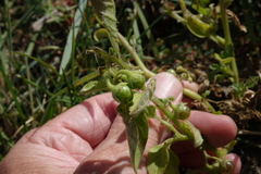 Solanum physalifolium
