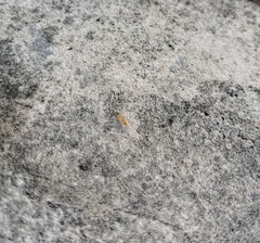 Pseudomyrmex