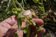 Solanum physalifolium