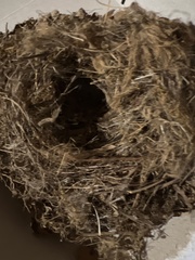 Thryothorus ludovicianus