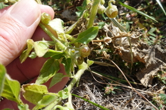 Solanum physalifolium