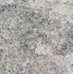 Pseudomyrmex