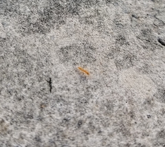 Pseudomyrmex