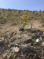 Adesmia confusa
