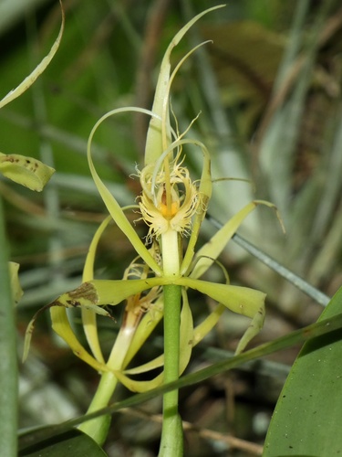 Image of Epidendrum ciliare by (c) Kai Squires, some rights reserved (CC BY)