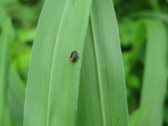 Clastoptera xanthocephala