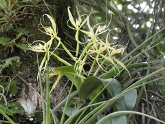 Epidendrum ciliare