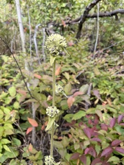 Campanula cervicaria