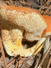 Tylopilus balloui