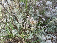 Teucrium capitatum