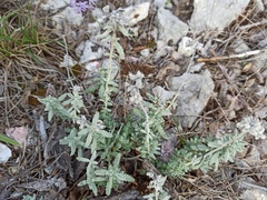 Teucrium capitatum