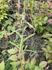 Campanula cervicaria