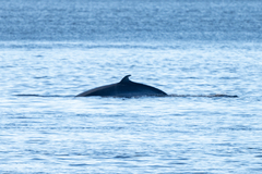Balaenoptera acutorostrata