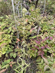 Campanula cervicaria