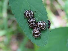 Orsilochides stictica