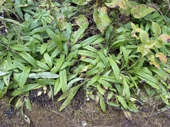 Campanula cervicaria