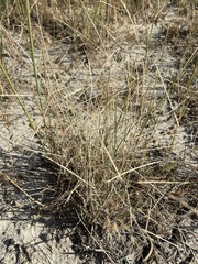 Schedonnardus paniculatus